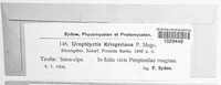 Physoderma kriegeriana image